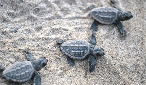 保育動物—海龜