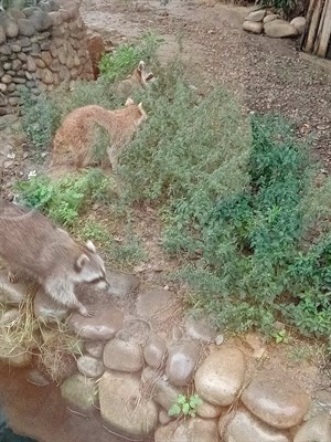 新竹動物園