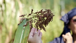 植物智慧_散穗高粱
