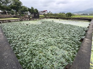 從雜草叢生變成菱角種苗池