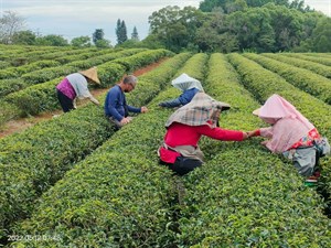 採摘茶葉