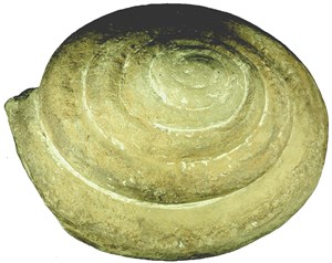 甲仙翁戎螺化石