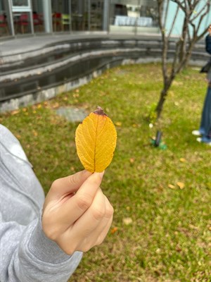 山櫻花