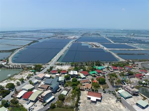 近乎完全被遮蔽住陽光的魚塭