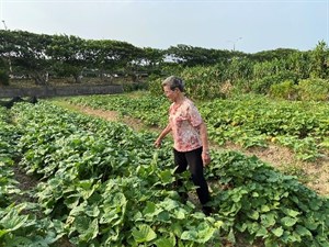 工業開發地方變遷─在畸零地種菜的長輩