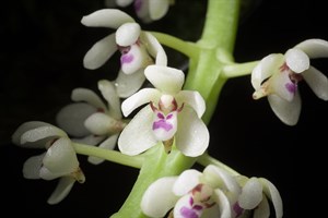 管唇蘭（Tuberolabium kotoense）
