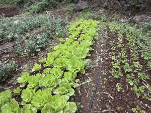 敏慧姐強調尊重大地律動，有機耕作僅栽種當令鮮蔬。（圖／朱芸萱）