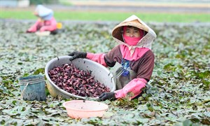 菱角田圖片