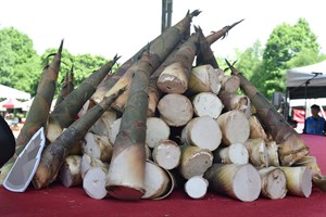 秘境古坑
