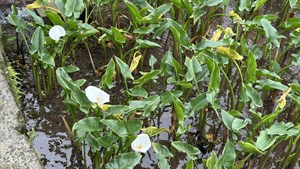 王韻淑自己種植海芋。（圖／蔡宜禎）
