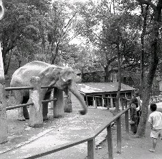 臺北圓山動物園裡的大象