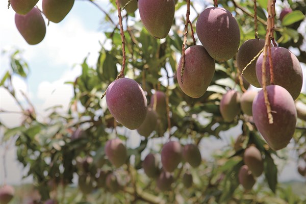 玉井芒果的發展及其對當地影響