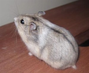 飼養倉鼠寵物之探討